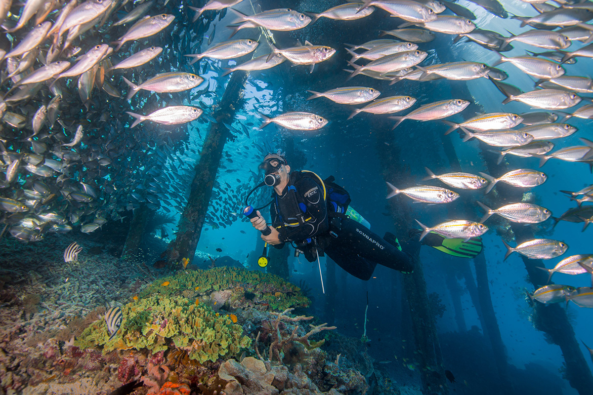 Detail Gambar Underwater Raja Ampat Nomer 6