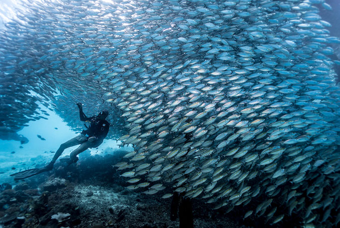Detail Gambar Underwater Raja Ampat Nomer 7