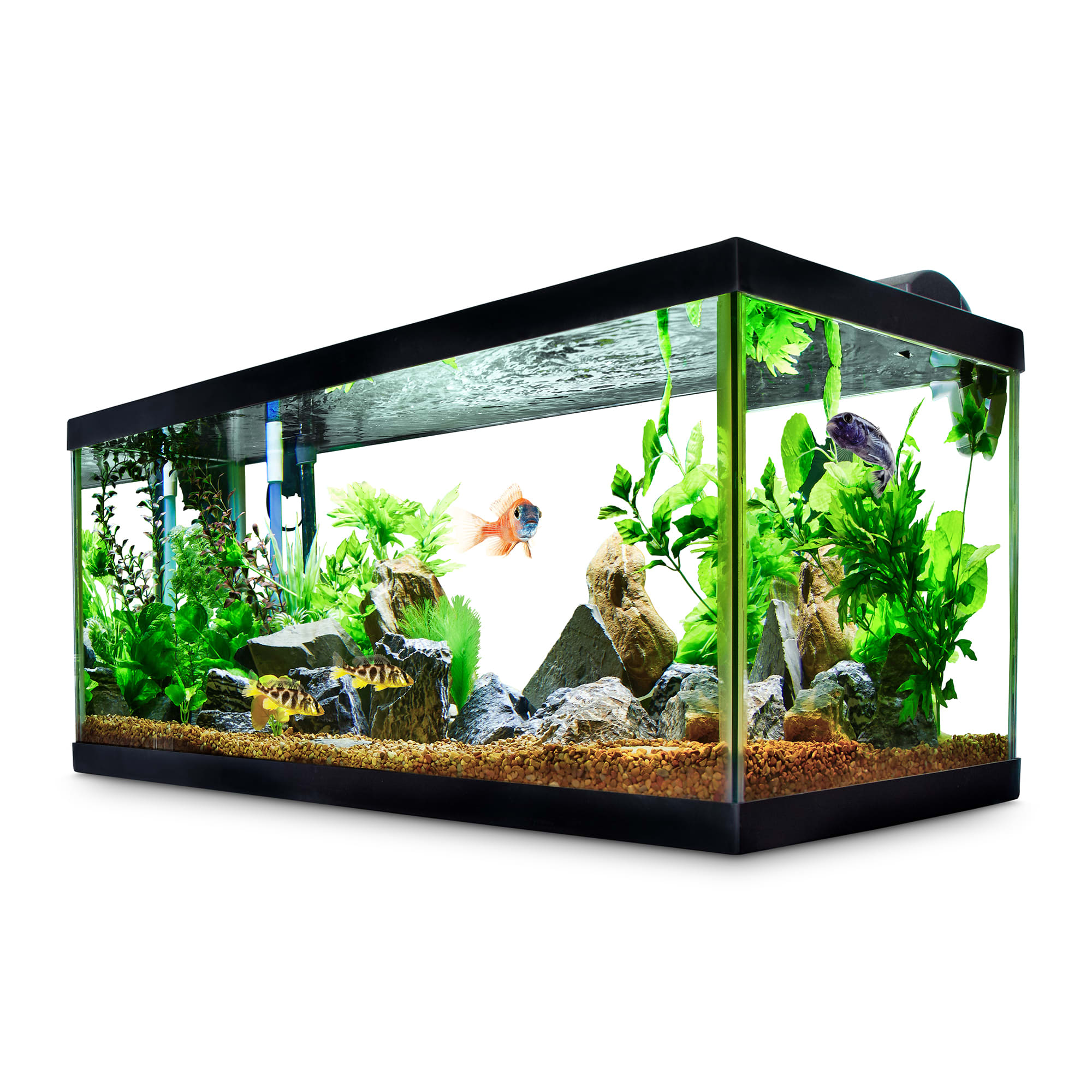 Detail Gambar Untuk Aquarium Nomer 4