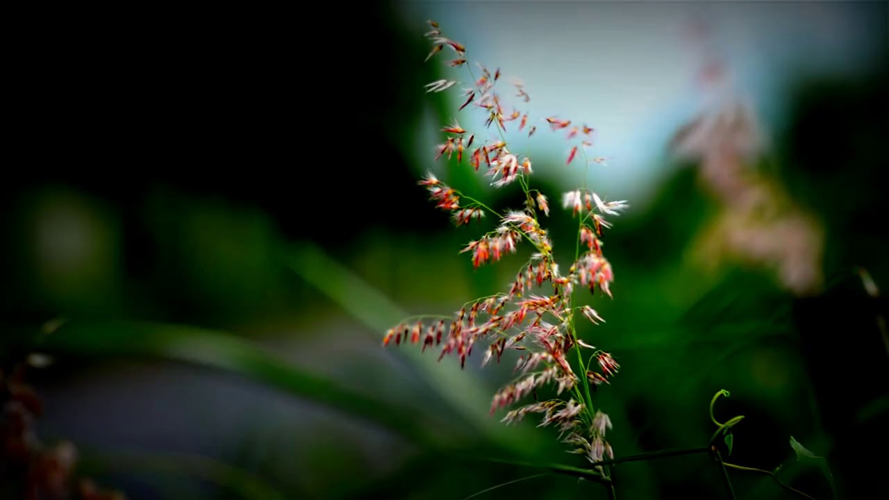 Detail Gambar Untuk Background Video Nomer 8