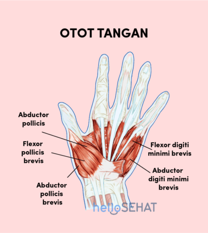 Detail Gambar Urat Tangan Nomer 6