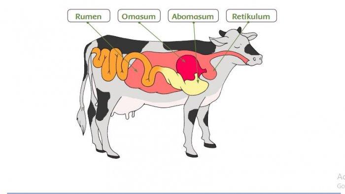 Detail Gambar Urutan Pencernaan Makanan Pada Sapi Nomer 2