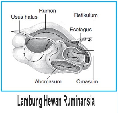 Detail Gambar Urutan Pencernaan Makanan Pada Sapi Nomer 21