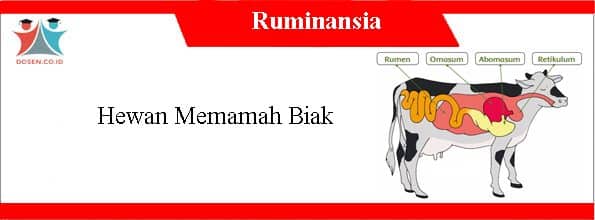 Detail Gambar Urutan Pencernaan Makanan Pada Sapi Nomer 27