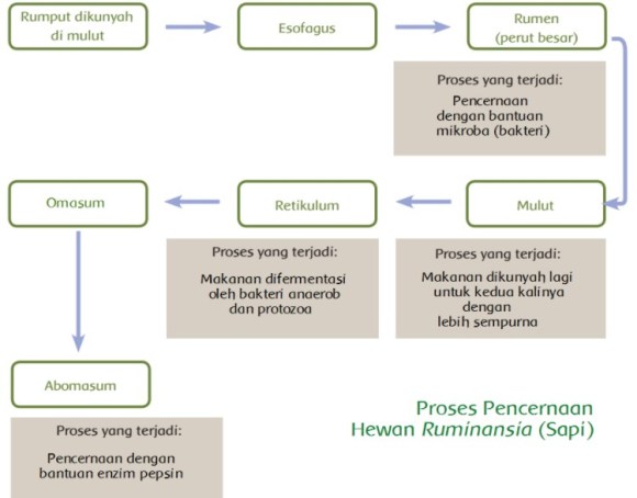 Detail Gambar Urutan Pencernaan Makanan Pada Sapi Nomer 30