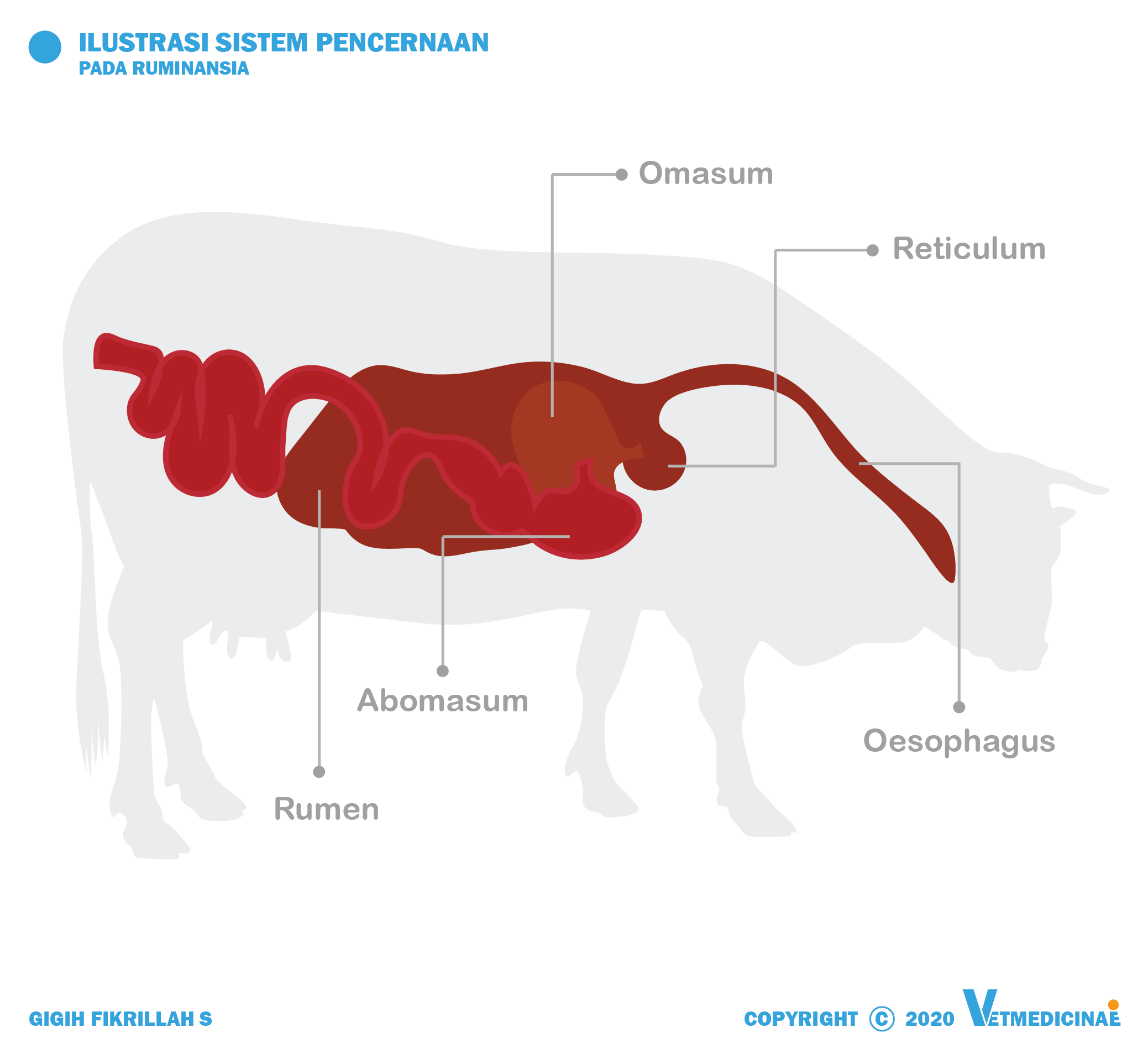 Detail Gambar Urutan Pencernaan Makanan Pada Sapi Nomer 38