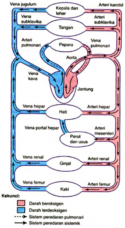 Detail Gambar Urutan Peredaran Darah Nomer 20