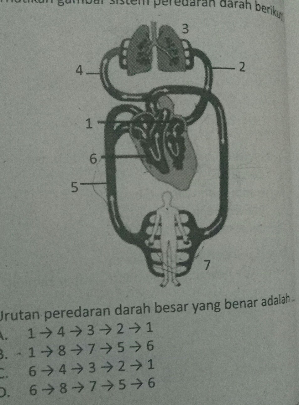 Detail Gambar Urutan Peredaran Darah Nomer 24