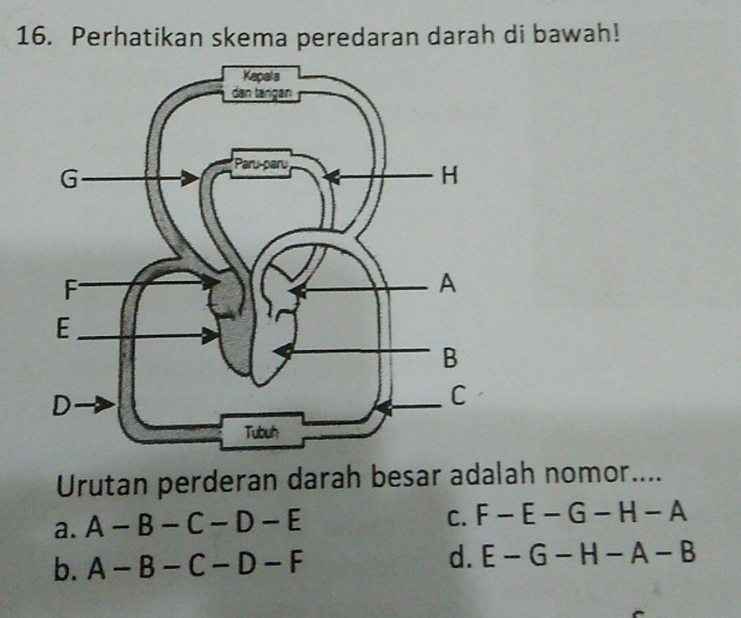 Detail Gambar Urutan Peredaran Darah Besar Nomer 14