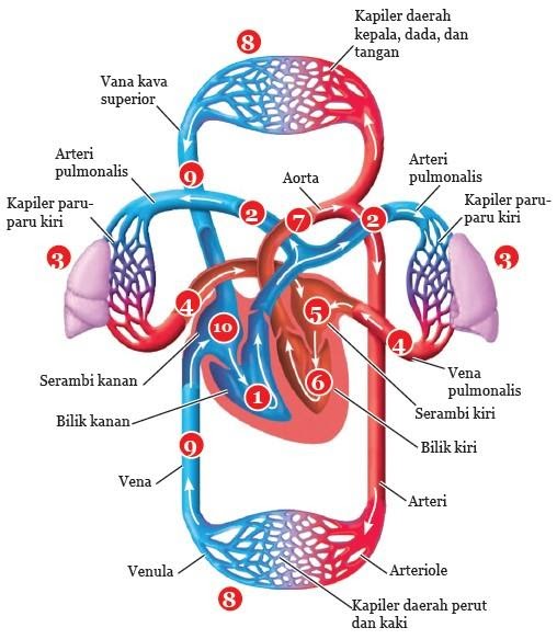 Detail Gambar Urutan Peredaran Darah Besar Nomer 16