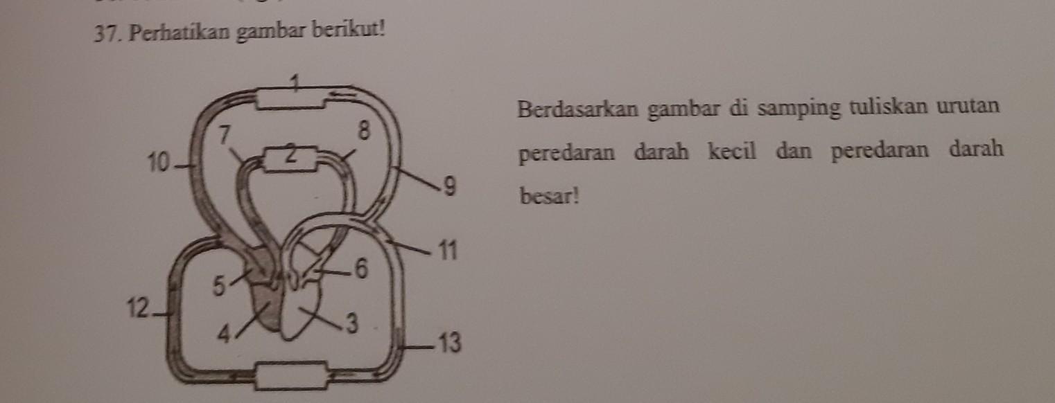 Detail Gambar Urutan Peredaran Darah Besar Nomer 19