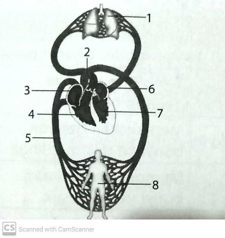 Detail Gambar Urutan Peredaran Darah Besar Nomer 35