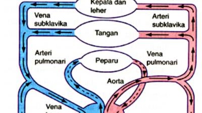 Detail Gambar Urutan Peredaran Darah Besar Nomer 46