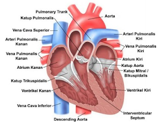 Detail Gambar Urutan Peredaran Darah Besar Nomer 47