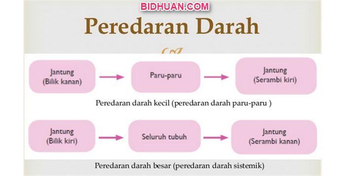 Detail Gambar Urutan Peredaran Darah Besar Nomer 53