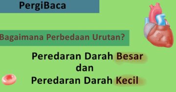 Detail Gambar Urutan Peredaran Darah Besar Nomer 56