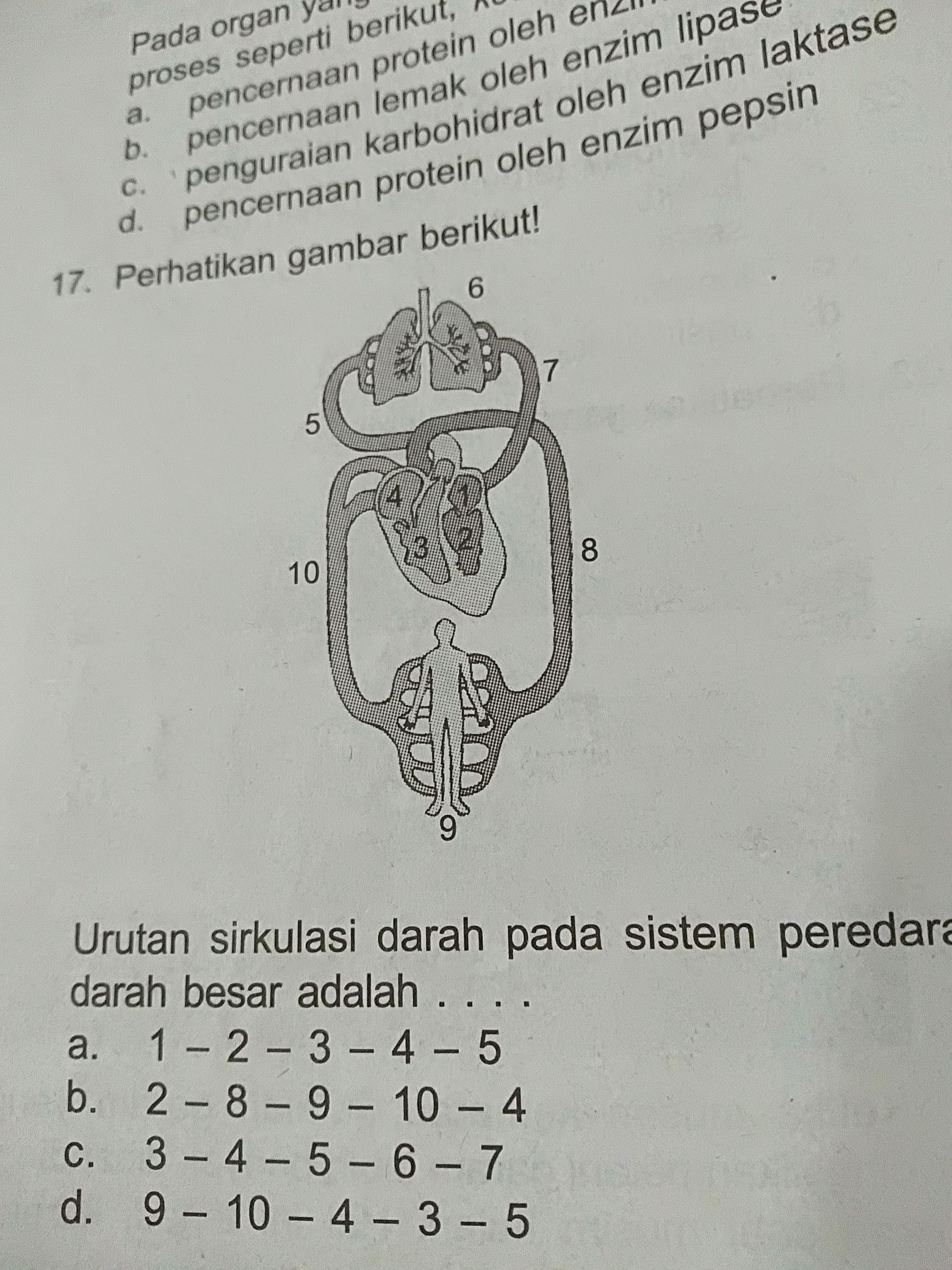 Detail Gambar Urutan Peredaran Darah Besar Nomer 7