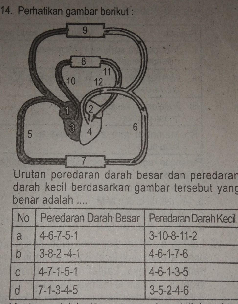 Detail Gambar Urutan Peredaran Darah Besar Nomer 8