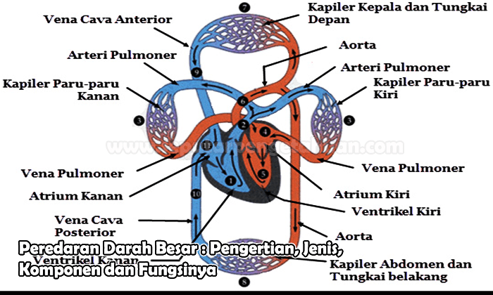 Detail Gambar Urutan Peredaran Darah Besar Nomer 10