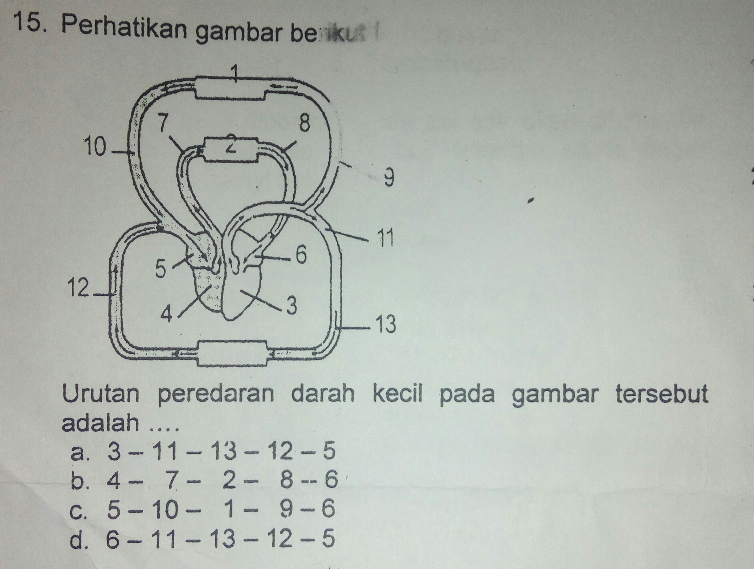 Detail Gambar Urutan Peredaran Darah Kecil Nomer 2