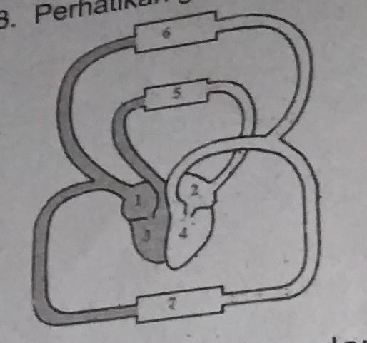 Detail Gambar Urutan Peredaran Darah Kecil Nomer 12