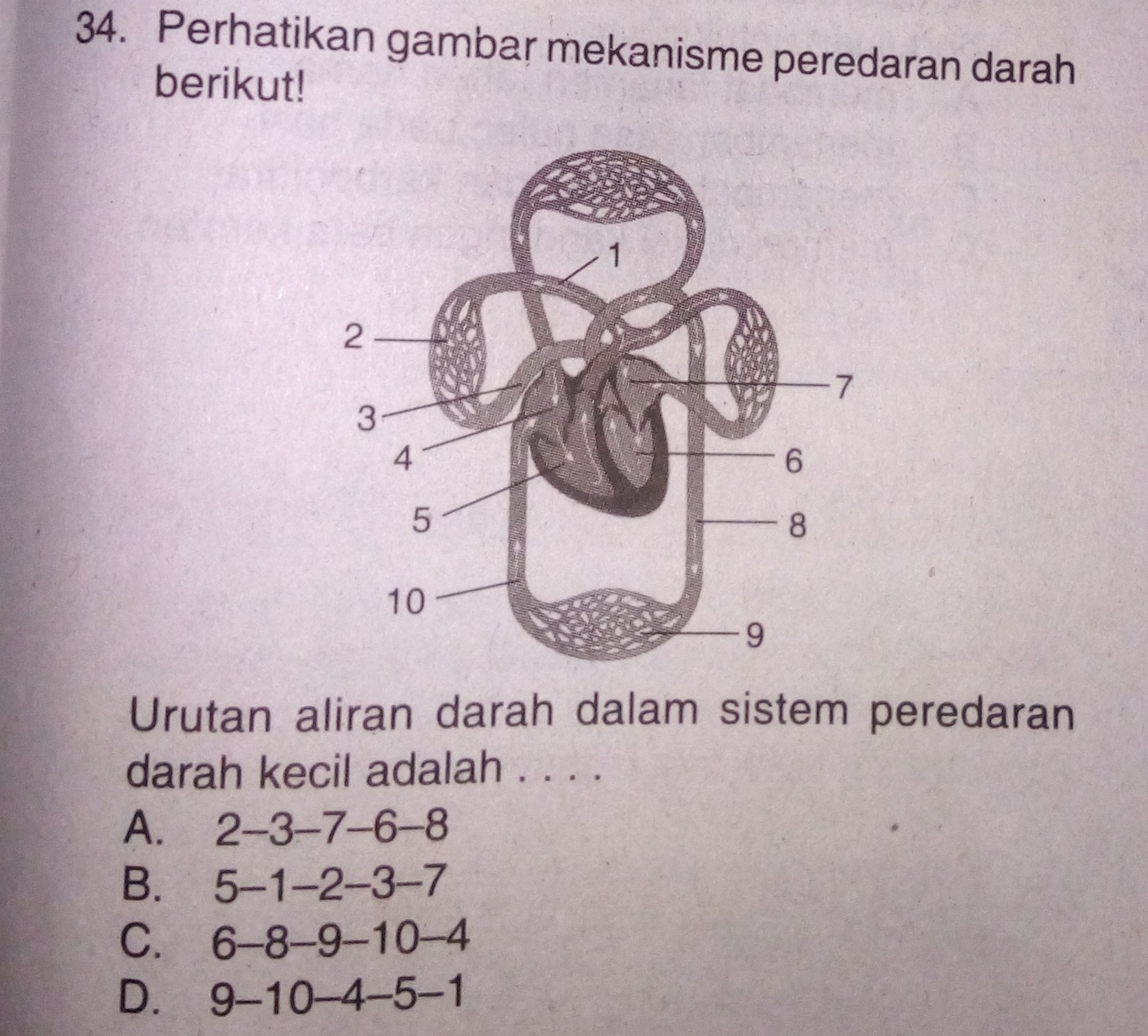 Detail Gambar Urutan Peredaran Darah Kecil Nomer 29