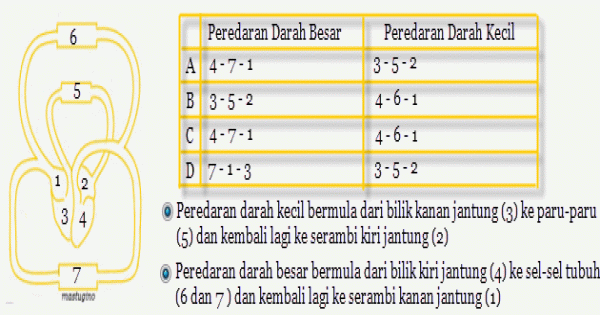 Detail Gambar Urutan Peredaran Darah Kecil Nomer 32