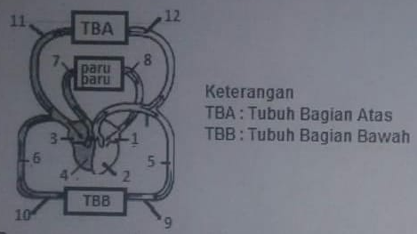 Detail Gambar Urutan Peredaran Darah Kecil Nomer 53