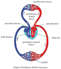 Detail Gambar Urutan Peredaran Darah Kecil Nomer 55