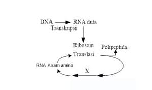 Detail Gambar Urutan Proses Sintesis Protein Nomer 13