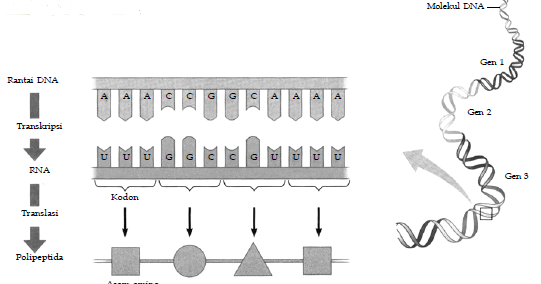 Detail Gambar Urutan Proses Sintesis Protein Nomer 15