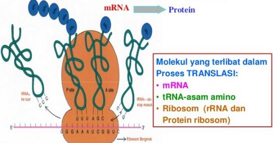 Detail Gambar Urutan Proses Sintesis Protein Nomer 16