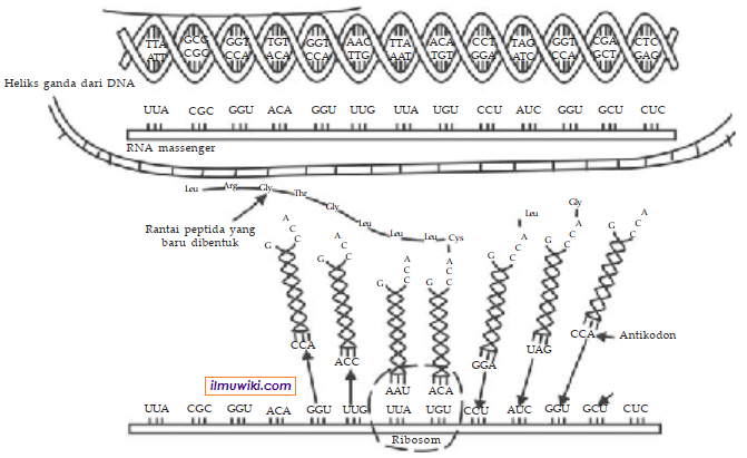 Detail Gambar Urutan Proses Sintesis Protein Nomer 27