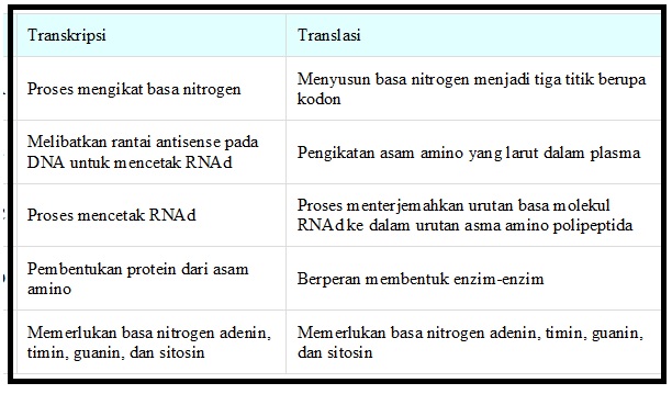 Detail Gambar Urutan Proses Sintesis Protein Nomer 5