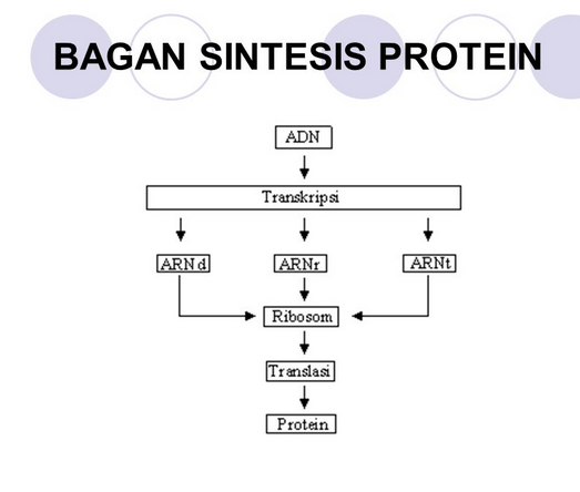 Detail Gambar Urutan Proses Sintesis Protein Nomer 40
