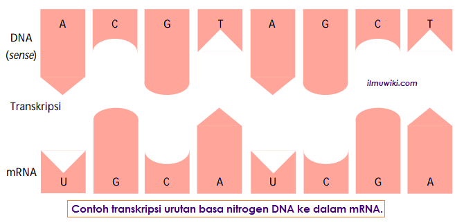 Detail Gambar Urutan Proses Sintesis Protein Nomer 43
