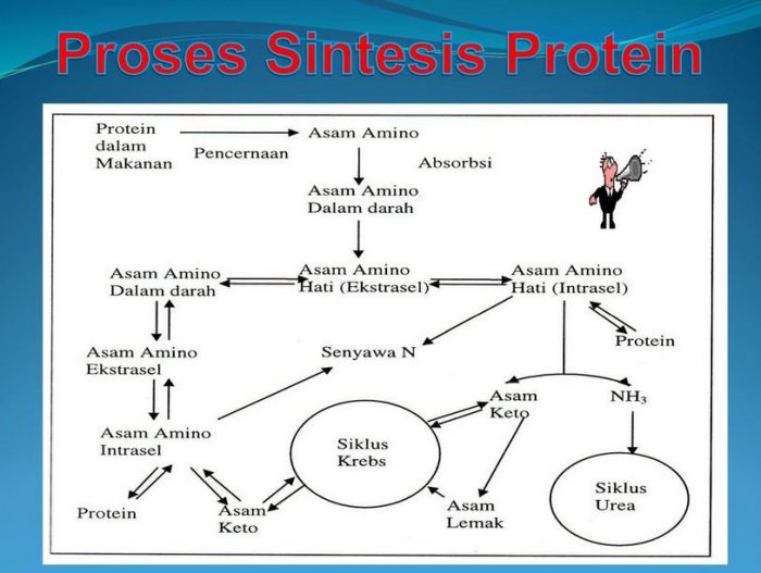 Detail Gambar Urutan Proses Sintesis Protein Nomer 52