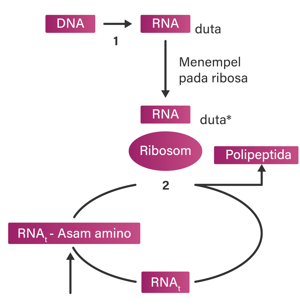 Detail Gambar Urutan Proses Sintesis Protein Nomer 56