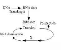 Detail Gambar Urutan Proses Sintesis Protein Nomer 9