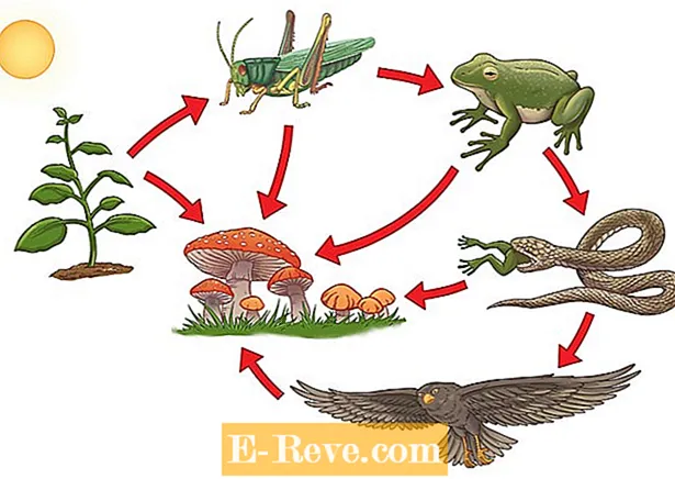 Detail Gambar Urutan Rantai Makanan Nomer 23