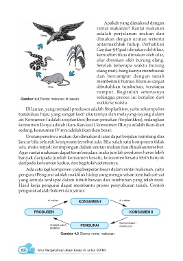 Detail Gambar Urutan Rantai Makanan Nomer 34