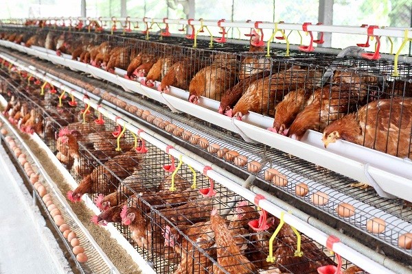 Detail Gambar Usaha Ayam Nomer 25