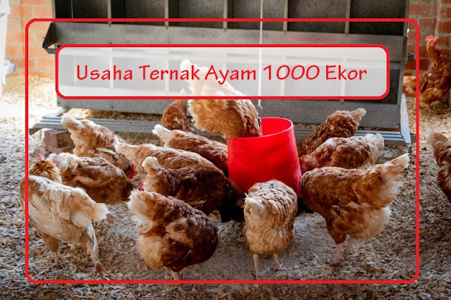 Detail Gambar Usaha Ayam Nomer 32