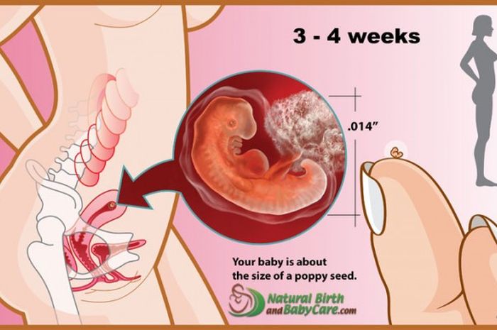 Detail Gambar Usia Kandungan 2 Bulan Nomer 32