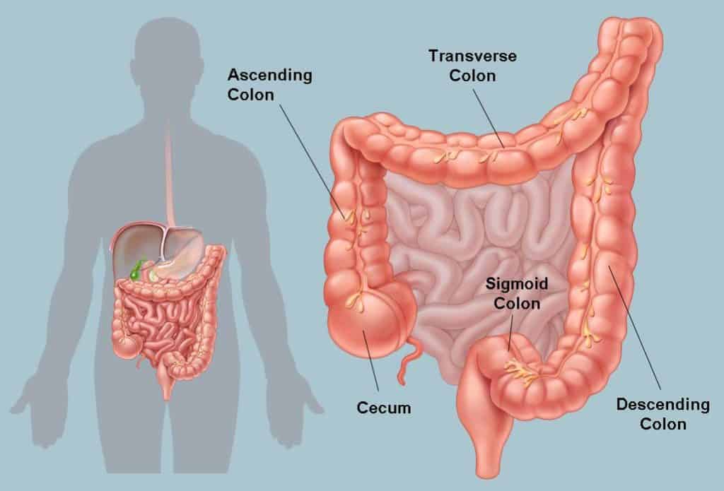Detail Gambar Usus Besar Dan Keterangannya Nomer 2