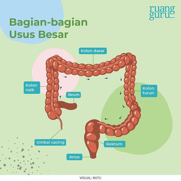 Detail Gambar Usus Besar Dan Keterangannya Nomer 15