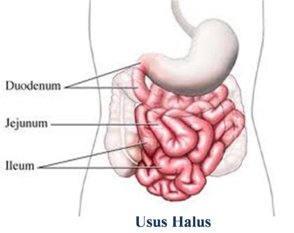 Detail Gambar Usus Besar Dan Keterangannya Nomer 21