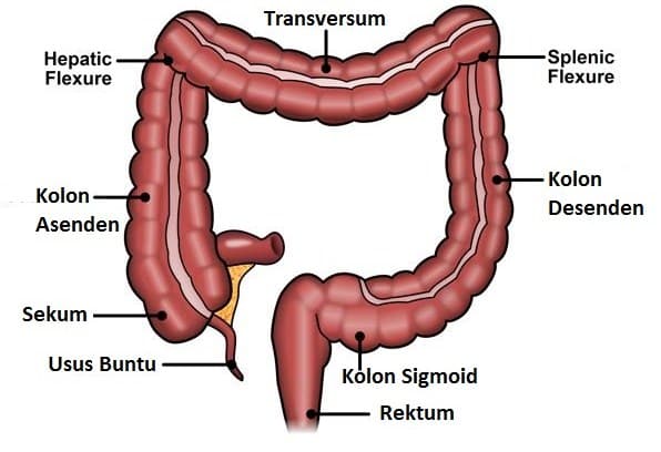 Detail Gambar Usus Besar Dan Keterangannya Nomer 4