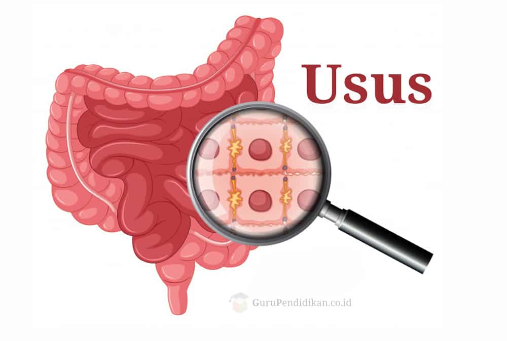 Detail Gambar Usus Besar Dan Keterangannya Nomer 31