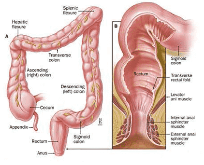 Detail Gambar Usus Besar Dan Keterangannya Nomer 47